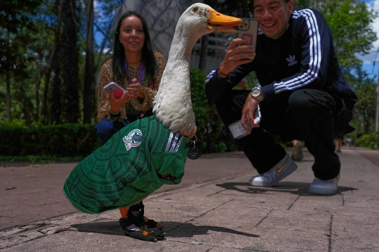 Merlin the Duck